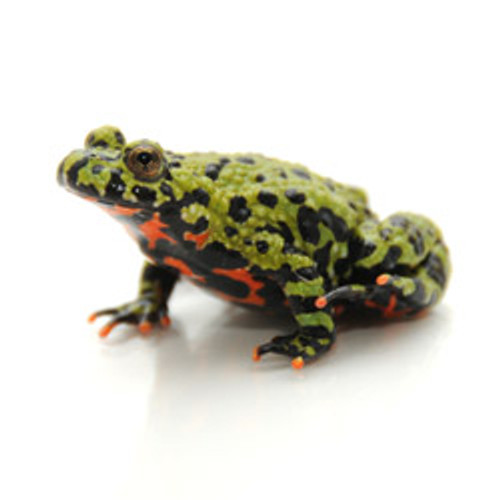 albino fire belly toad for sale