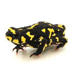 albino fire belly toad for sale
