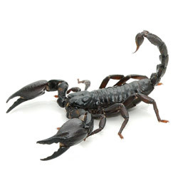 Asian Forest Scorpion for sale from ReptMart.com