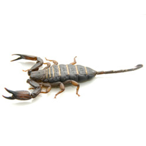 Flat Rock Scorpion