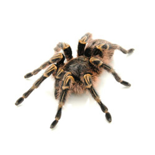 Choco Goldstripe Tarantula-Lg