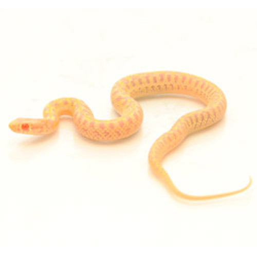 Albino Checkered Garter Snake