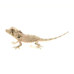 bearded anole for sale