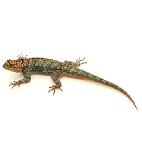 Chaco Spiny Lizards for sale from 