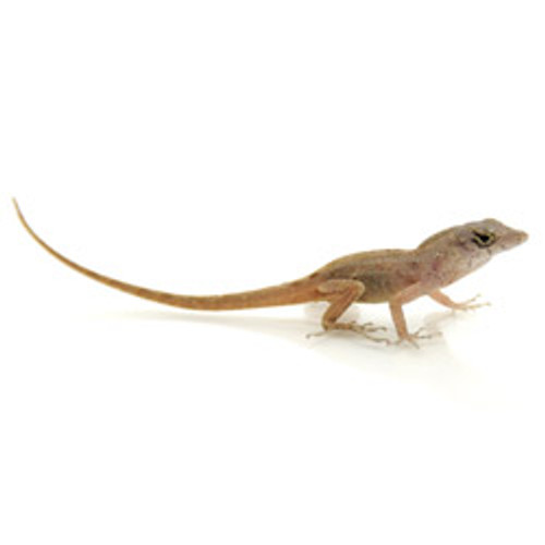 Brown Anole (Anolis sagrei)