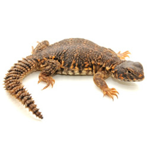 armadillo lizard for sale az