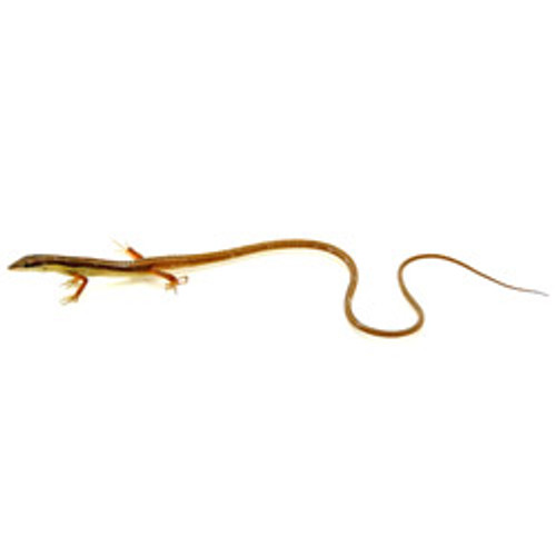 Lizards Longtail Grass Lizard From Reptmart Com