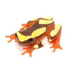 Clown Tree Frog from ReptMart.com