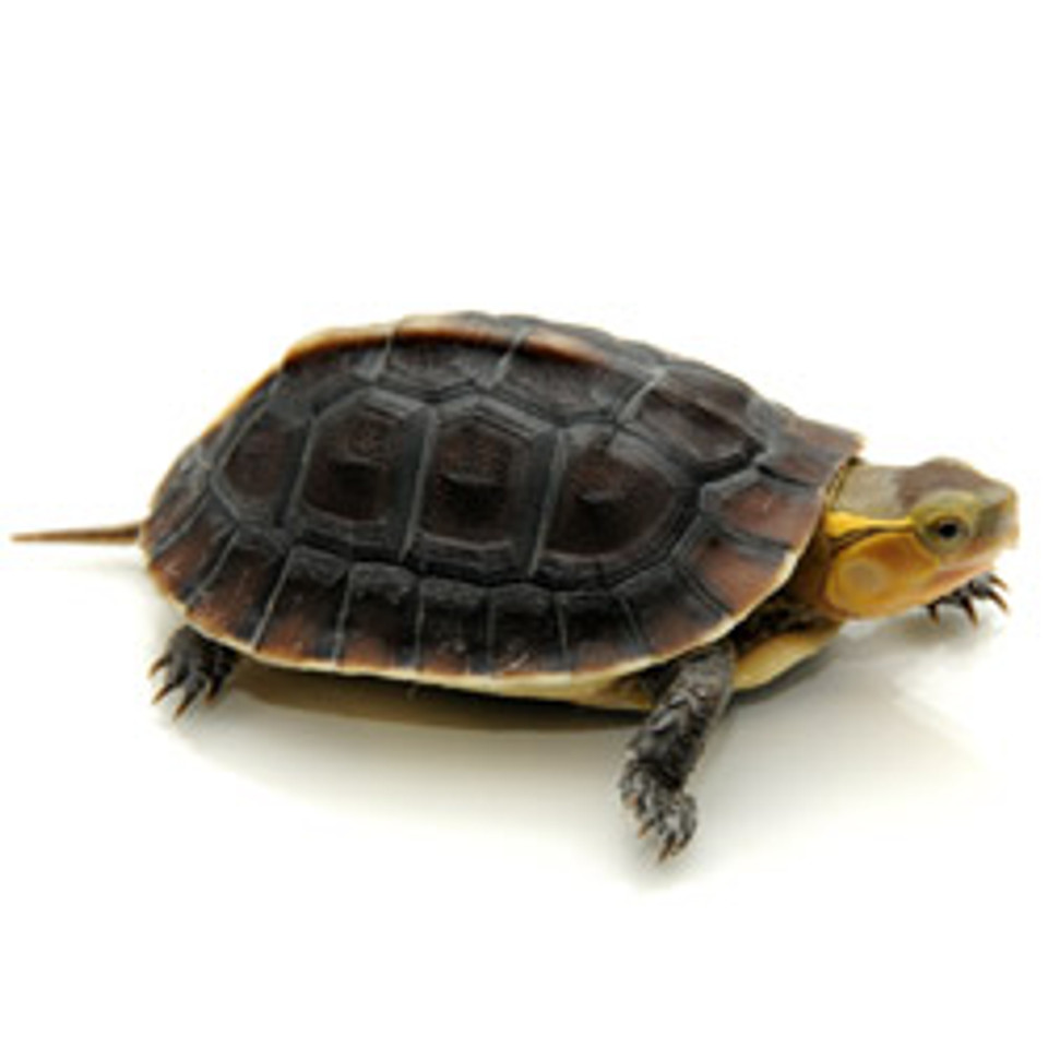 Asian Box Turtle from ReptMart.com