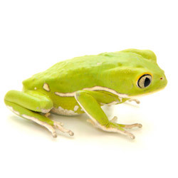 Waxy Monkey Tree Frogs for sale from