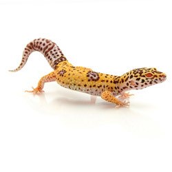 leopardgeckosforsale.jpg