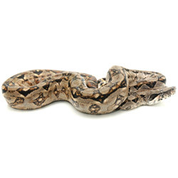 A Guide to Caring for Pet Central American Boas