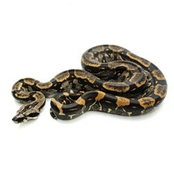 Long Tail Boa Snake from ReptMart.com
