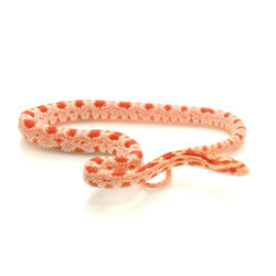 red albino corn snake