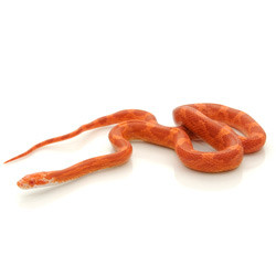 Corn Snakes Albino Bloodred Corn Snake From Reptmart Com