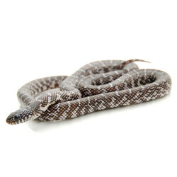 KING SNAKES Black & white Brook's king Snake from ReptMart.com