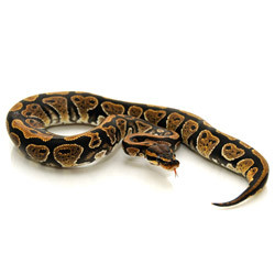 Ball Python for sale(Python regius)