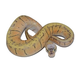 Superblast Ball Python for sale from ReptMart.com