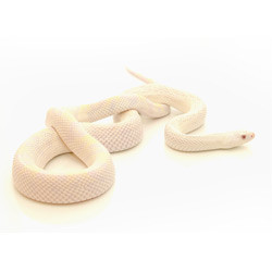 Albino House Snake for sale from ReptMart.com
