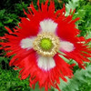 Danish Flag Poppy Plant Seeds. The flower on the Danish Flag Poppy is a more abundant blossom that is red and frilled, with a large white cross resembling the Danish Flag. Poppies are excellent for attracting bees and beneficial insects. Poppies are considered useful in spells for fertility, love, money, luck, sleep, and invisibility.