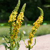 Mullein is a biennial, taking two years to complete its lifecycle, which is hardy to zones 3-8. This plant is excellent for using in dyes, sedative, soothing for lung irritation, prophetic dreams, and as a divination aid.