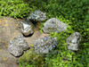 Six premium Peruvian pyrite clusters resting on a sunlit rock with green foliage, displaying glittering surfaces and natural variety. Ideal for energy clearing and abundance rituals.