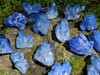 Grouping of Tanzine Aura Quartz clusters on rock with greenery across the top, stunning blue violet aura quartz cluster crystals.