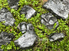 Close-up of natural hematite specimens resting on greenery with metallic luster visible