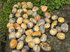assorted bumblebee jasper stones are lying in a bed of greenery showing variations in stone size, shape and markings.