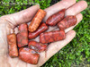 Variety of medium red sponge coral pieces lying on an open palm with additional coral pieces scattered in green foliage. Variety of medium red sponge coral pieces lying on an open palm with additional coral pieces scattered in green foliage.