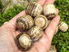 Assorted brown aragonite tumbled stones lying across an open palm with greenery in the background, showing stone size and natural beauty.
