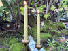 one pair of real bayberry hand-dipped tapers burning in candle holders.
