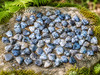 Collection of Natural Dendritic Agate tumbled stones displayed on a weathered stone surface in a woodland setting, showcasing polished gray, white, and cream agates with distinctive black tree-like dendritic inclusions.