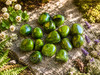 Collection of Natural Nephrite Jade tumbled stones displayed on a weathered stone surface in a woodland setting, showcasing polished rich green gemstones with natural variations and darker mineral inclusions.