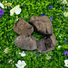 Large natural rough magnetite lodestones resting among green foliage and flowers, showing variations in natural shape, texture, and coloration. Approximately 2.5–3 inches and 6–10 oz each.