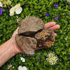 Three extra large natural rough magnetite lodestones held in a hand, showing their substantial 2.3–3.5 inch size and naturally textured magnetic surfaces. Each lodestone weighs approximately 10–14 oz.