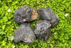 Four extra large natural rough magnetite female lodestones resting among green foliage and small flowers, showing variations in shape, texture, and natural coloration. Approximately 2.3–3.5 inches and 10–14 oz each.