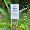 Single package of Sacred Mists Shoppe Spellbound handcrafted incense sticks standing among broad green leaves in a natural garden setting.
