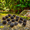 Small natural tektite stones spread across a mossy rock in bright natural sunlight.