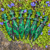 Six Ruby in Zoisite crystal athames with star-shaped handles arranged on green groundcover with small purple flowers.