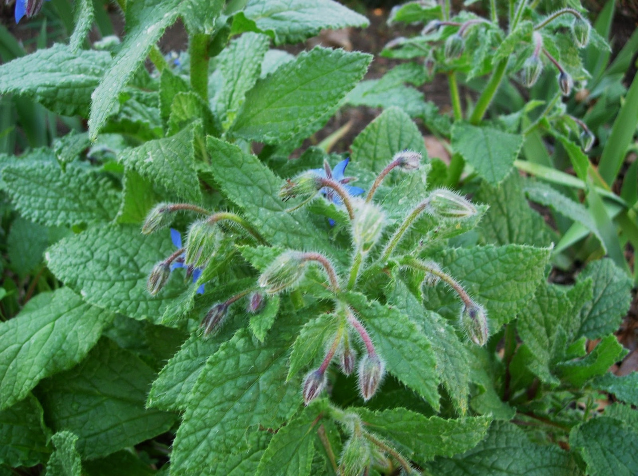 Borage Organic Plant Seeds Sacred Mists Shoppe