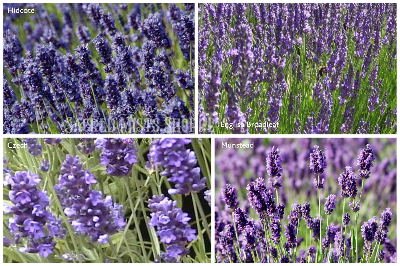 English Lavender Seeds, Lavandula angustifolia Great Lavender for Drie –  Mountainlily Farm