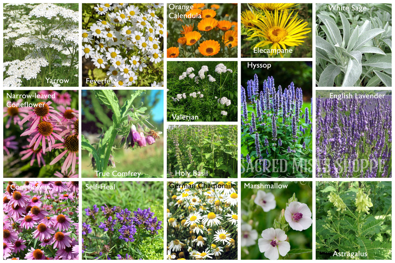 500 TRUE ENGLISH LAVENDER VERA Lavender Augustifolia Vera Herb Flower Seeds  