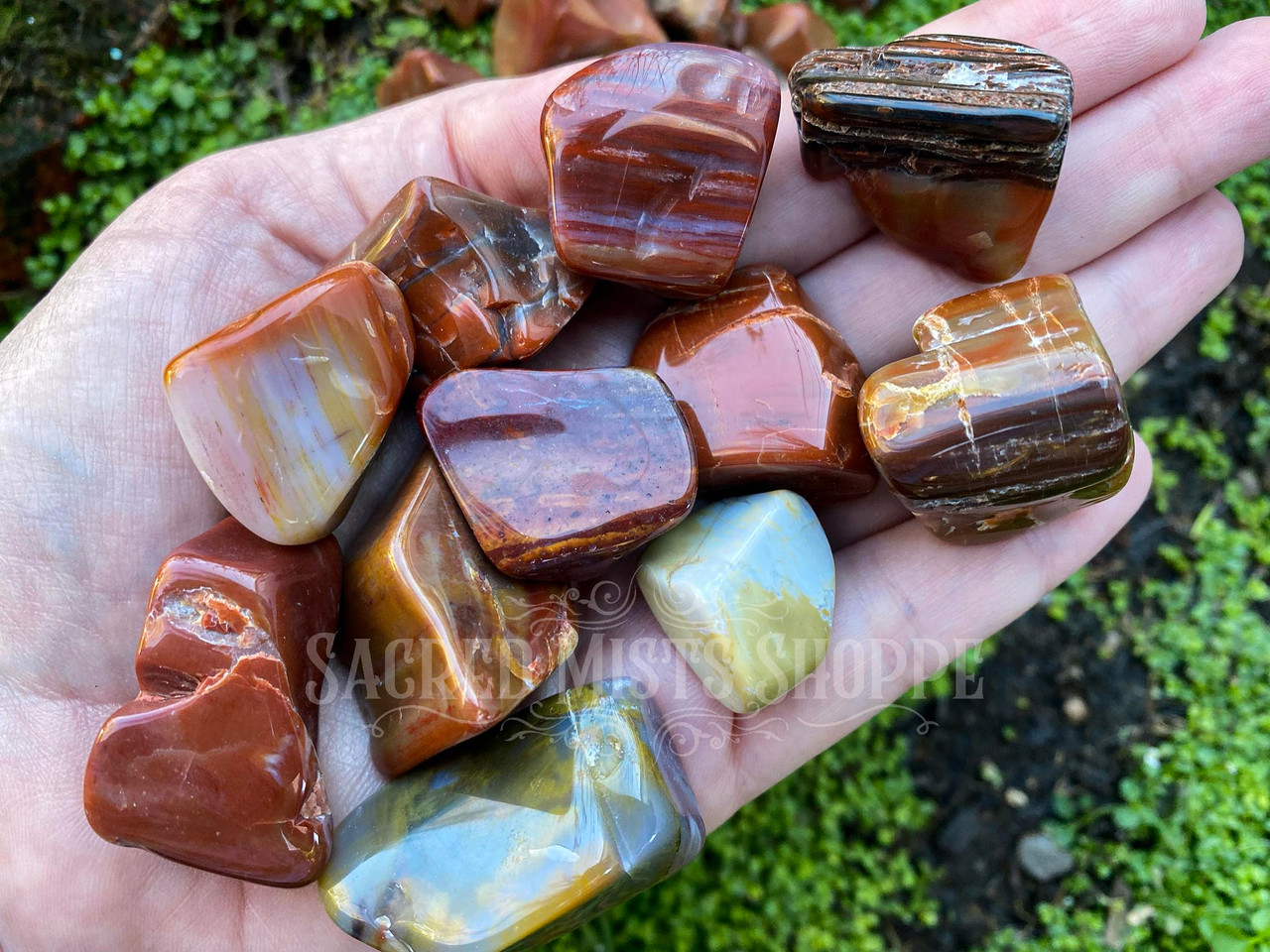 Petrified Wood (lrg) 'red lake' healing crystal