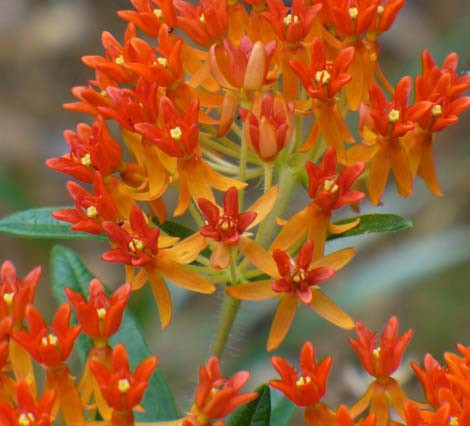 Pleurisy Root Organic Plant Seeds. Pleurisy Root is seldom used in current herbal practice is mainly planted for display and the attraction of helpful insects. With the connections to bees and monarch butterflies, the pleurisy root is considered an excellent attractant to faeries in the garden.