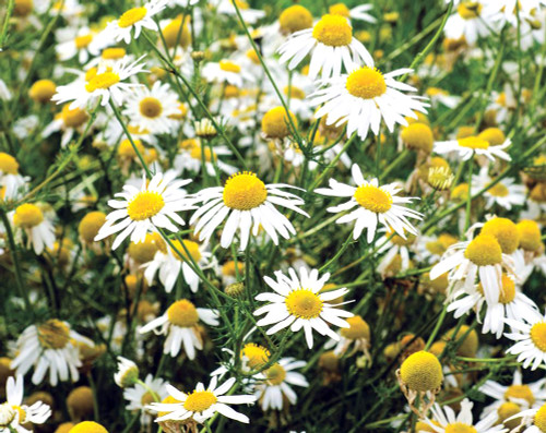 German Chamomile Organic Plant Seeds. Medicinally, german chamomile is often used for stomach upset, relaxation, and the easing of anxiety. Chamomile is associated with masculine energy and can be used in spells requiring this of a plant. It is used for purification, to facilitate meditation or dreaming sleep. The American South has folklore that shares wearing chamomile around your hair will attract a lover, carry it in your pocket; it will call in good fortune.
