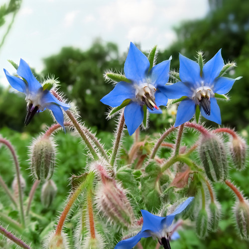 Borage Organic Plant Seeds. Borage is an annual or overwinter annual, hardiness zones do not apply in this case. While they do not come back, they do self-seed readily. The beautiful star shaped flowers and leaves are used for fever, cough, depression as well as calling in courage, clarity, and confidence in mundane and magickal workings.