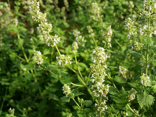 Catnip, Official Organic Plant Seeds. Catnip is a short-lived herbaceous perennial hardy zones 3-9; it is also grown as a quick summer annual. We all know catnip for its wonderfully intoxicating effects it has on cats; however, it is quite useful for many purposes from calming the mind, easing cramps, and attractant properties.