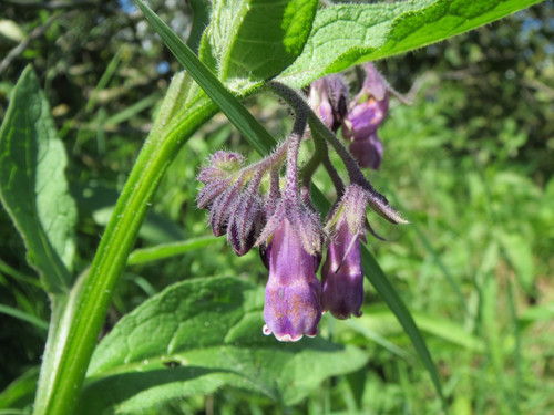 Comfrey, True Organic Plant Seeds. Comfrey is a herbaceous perennial that is hardy in zones 4-8. This plant has many uses from protection while traveling, attracting money when gambling, to healing minor cuts and scrapes. It is also high in protein and can be added to the feed of domesticated animals (chickens and pigs, etc.) to help maintain health and gain weight.