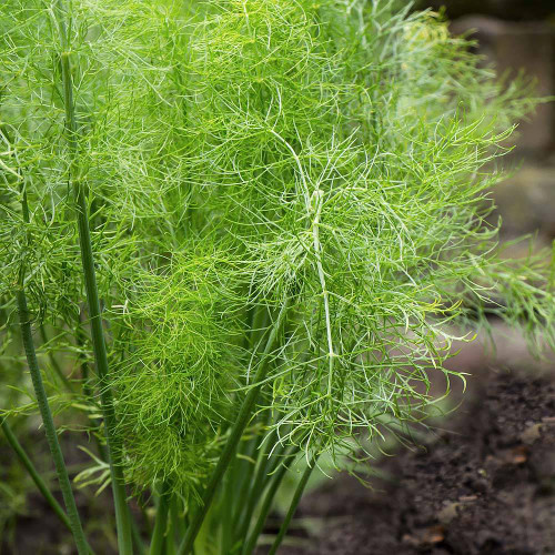 Fennel, Common Organic Plant Seeds. Fennel is an incredibly diverse herbaceous perennial that is hardy to zones 3-10. This herb is commonly used to season food yet it is also believed to be protective, useful for divination and transformation spells, fertility, and purification.
